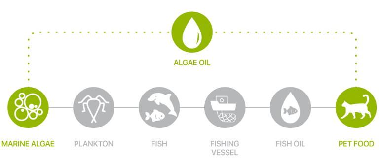 Picture of Cat Sustainable Omega-3 Oil – Korure Pets